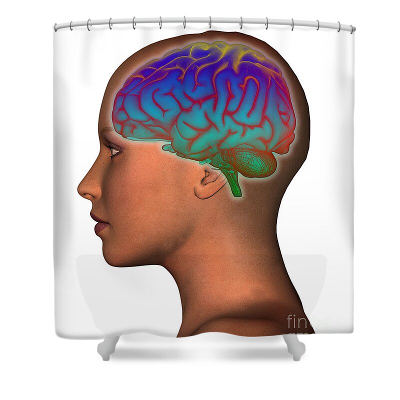 Attention Shower Curtain featuring the photograph Brain And Womans Head #4 by Scott Camazine