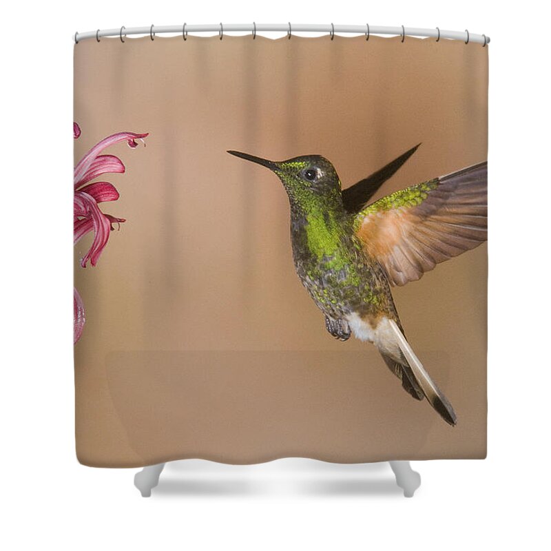 Feb0514 Shower Curtain featuring the photograph Buff-tailed Coronet Hummingbird Feeding #3 by Steve Gettle
