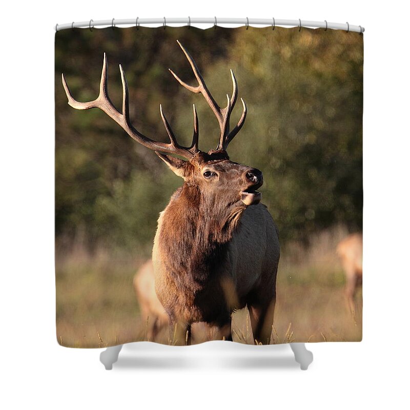 Elk Shower Curtain featuring the photograph Bugling Bull Elk #2 by Bruce J Robinson