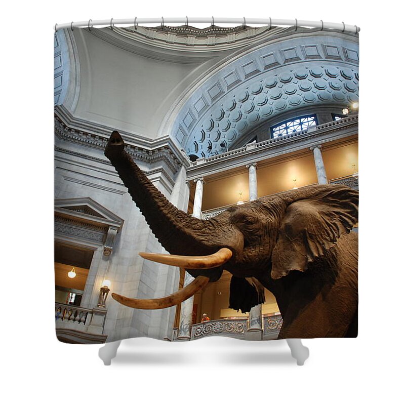 Bull Elephant Shower Curtain featuring the photograph Bull Elephant in Natural History Rotunda #2 by Kenny Glover