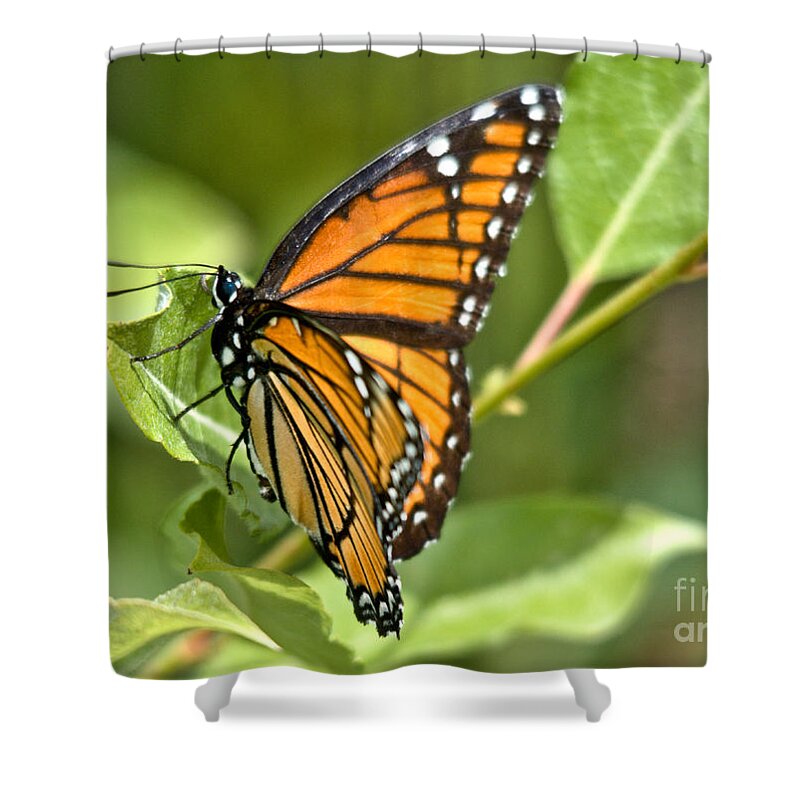 Monarch Shower Curtain featuring the photograph Busy Butterfly #2 by Cheryl Baxter