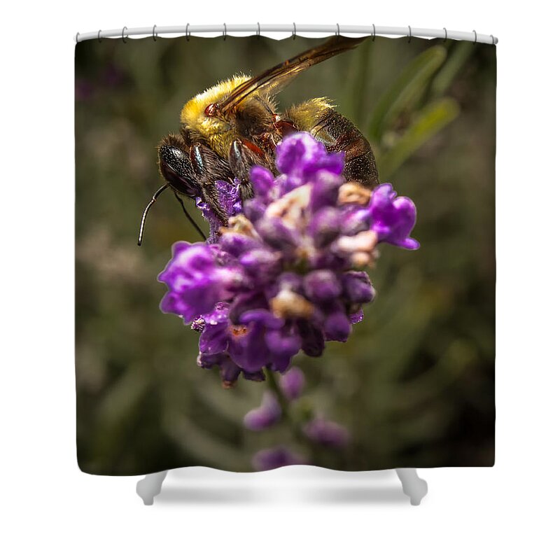 Flower Shower Curtain featuring the photograph Carpenter Bee on a Lavender Spike by Ron Pate