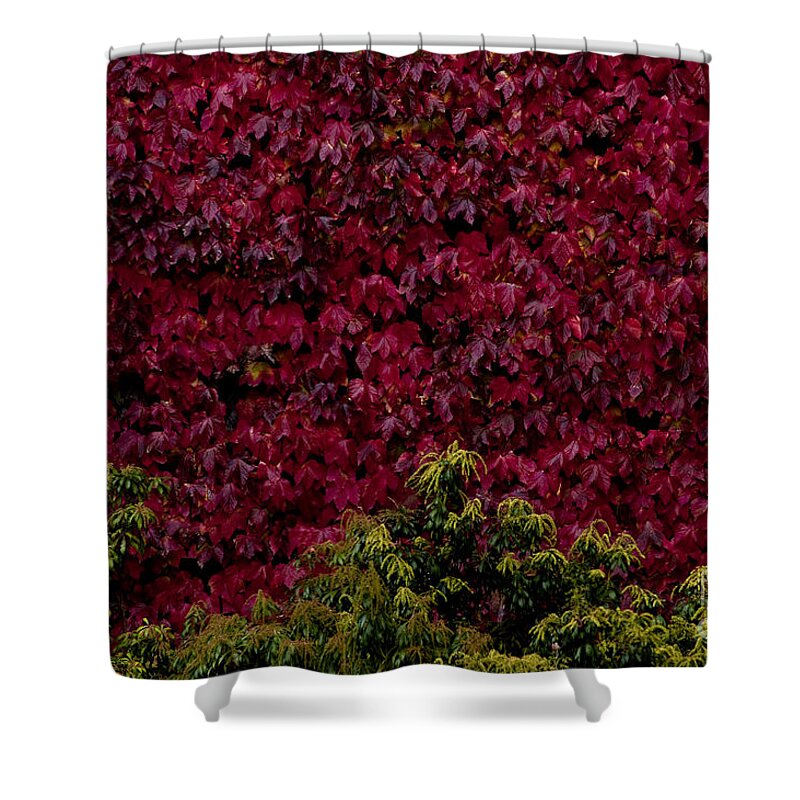 Pacific Northwest Shower Curtain featuring the photograph College campus with fall colors #2 by Jim Corwin