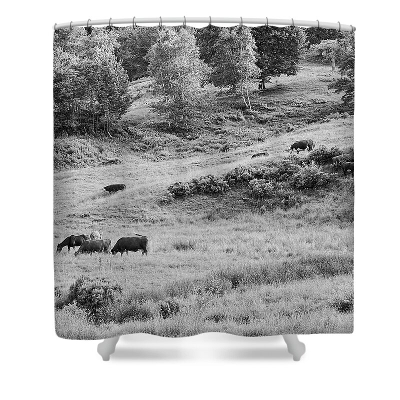 Cow Shower Curtain featuring the photograph Cows Grazing In Field Rockport Maine #2 by Keith Webber Jr