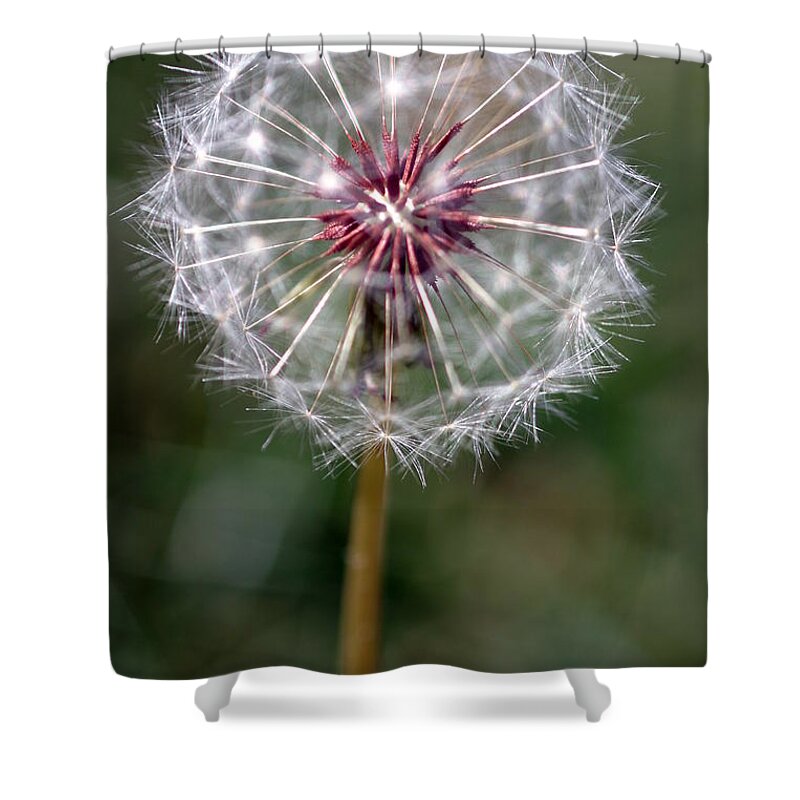 Abstract Shower Curtain featuring the photograph Dandelion Seed Head #2 by Henrik Lehnerer