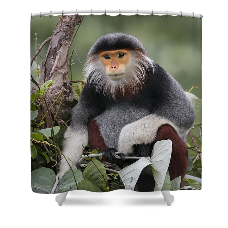 Cyril Ruoso Shower Curtain featuring the photograph Douc Langur Male Vietnam #2 by Cyril Ruoso