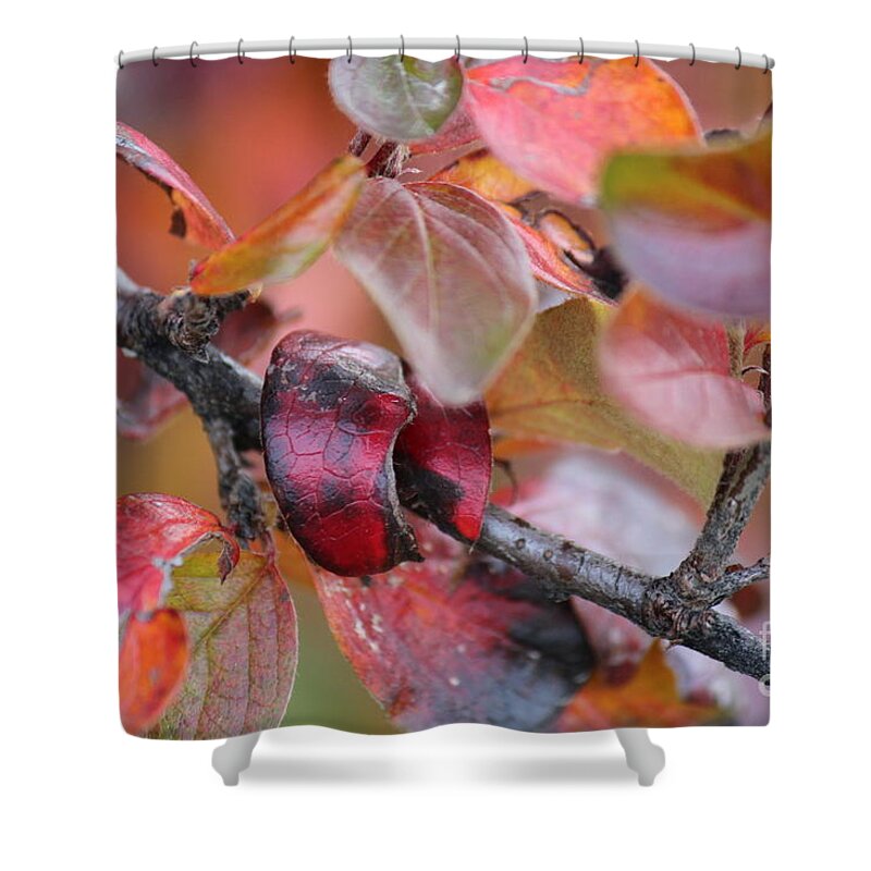 Leaves Shower Curtain featuring the photograph Fall Leaves #2 by Ann E Robson