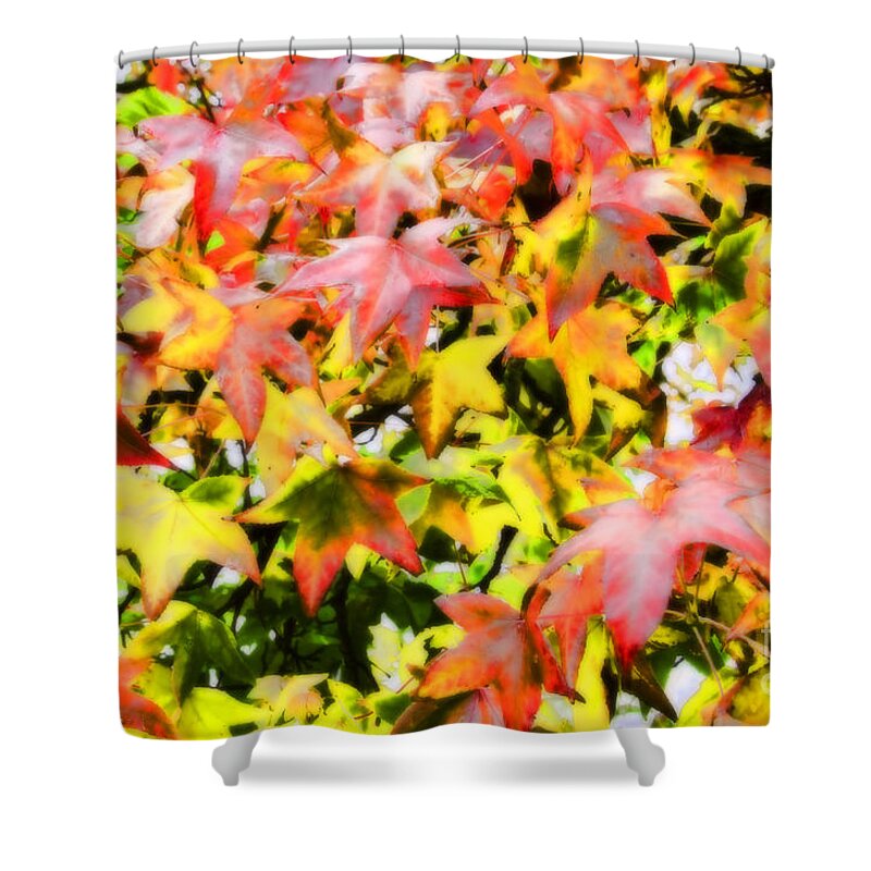 Fall Shower Curtain featuring the photograph Fall Leaves #2 by Jim And Emily Bush