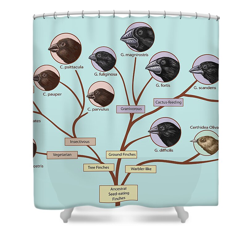 Nature Shower Curtain featuring the photograph Finch Family Tree, Illustration #3 by Spencer Sutton