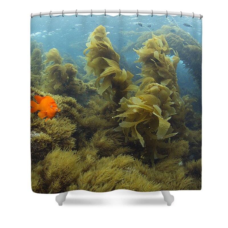 531465 Shower Curtain featuring the photograph Garibaldi In Giant Kelp Forest Catalina #2 by Richard Herrmann
