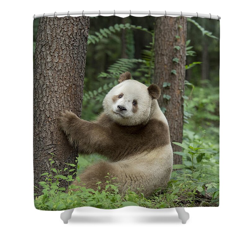Katherine Feng Shower Curtain featuring the photograph Giant Panda Brown Morph China #2 by Katherine Feng
