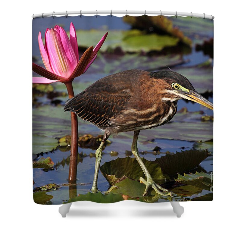 Green Heron Shower Curtain featuring the photograph Green Heron Photo #2 by Meg Rousher