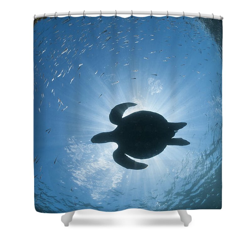 536791 Shower Curtain featuring the photograph Green Sea Turtle Galapagos Islands #2 by Tui De Roy