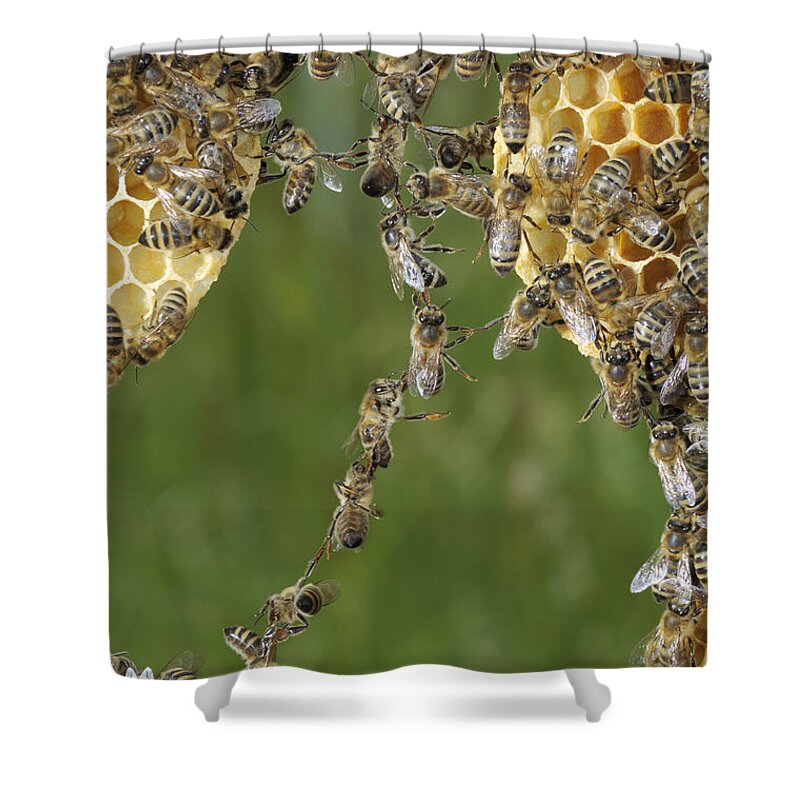 Feb0514 Shower Curtain featuring the photograph Honey Bees Join To Repair Honeycomb #2 by Heidi & Hans-Juergen Koch