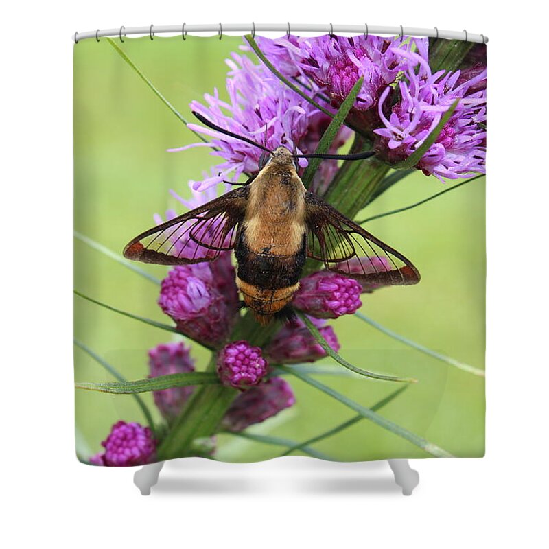 Moth Shower Curtain featuring the photograph Hummingbird Clearwing Moth #3 by Lucinda VanVleck