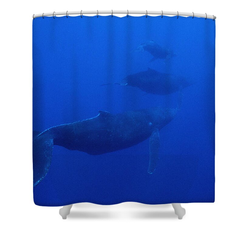 Feb0514 Shower Curtain featuring the photograph Humpback Whale Cow Calf And Male Escort #2 by Flip Nicklin