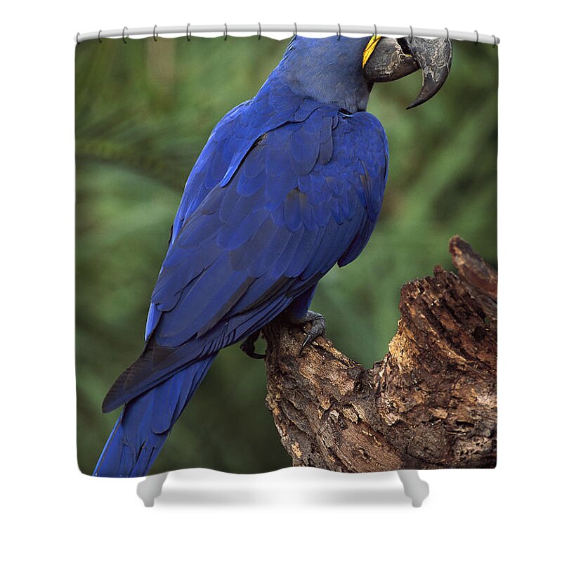 Feb0514 Shower Curtain featuring the photograph Hyacinth Macaw Brazil #2 by Pete Oxford