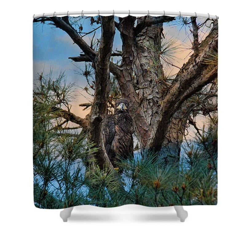 Baby Shower Curtain featuring the photograph Juvenile Eagle in a Pine Tree #3 by Jai Johnson