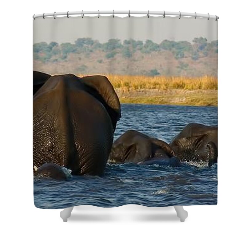 Elephants Shower Curtain featuring the photograph Kalahari Elephants Crossing Chobe River #1 by Amanda Stadther