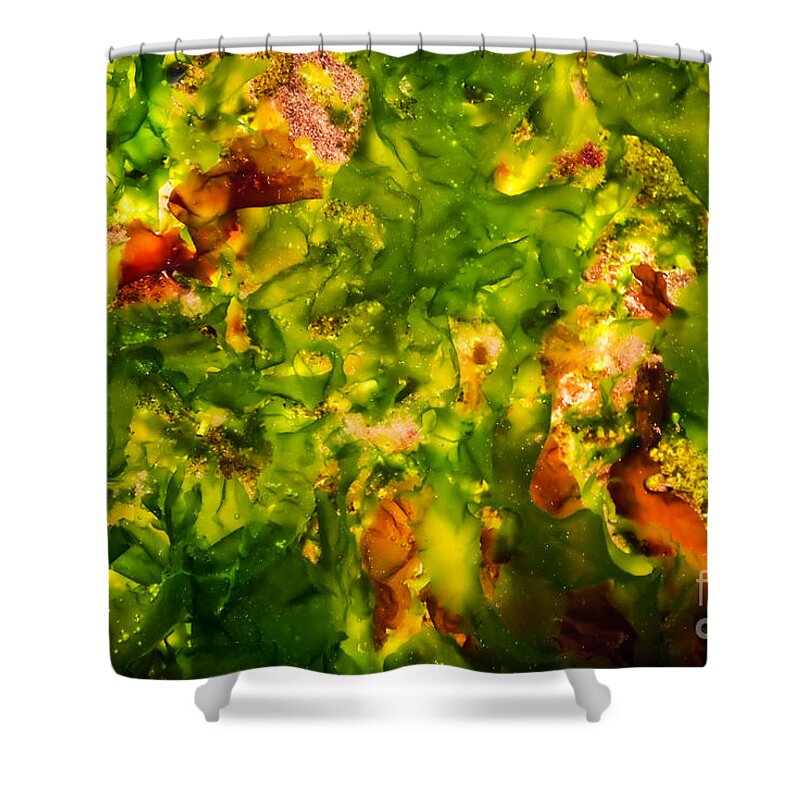Algae Shower Curtain featuring the photograph Kelp Forest by Venetta Archer