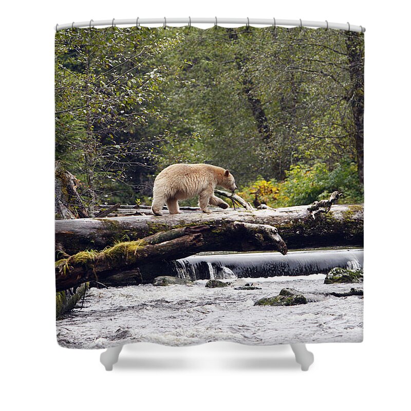Kermode Bear Shower Curtain featuring the photograph Kermode Or Spirit Bear #2 by M. Watson