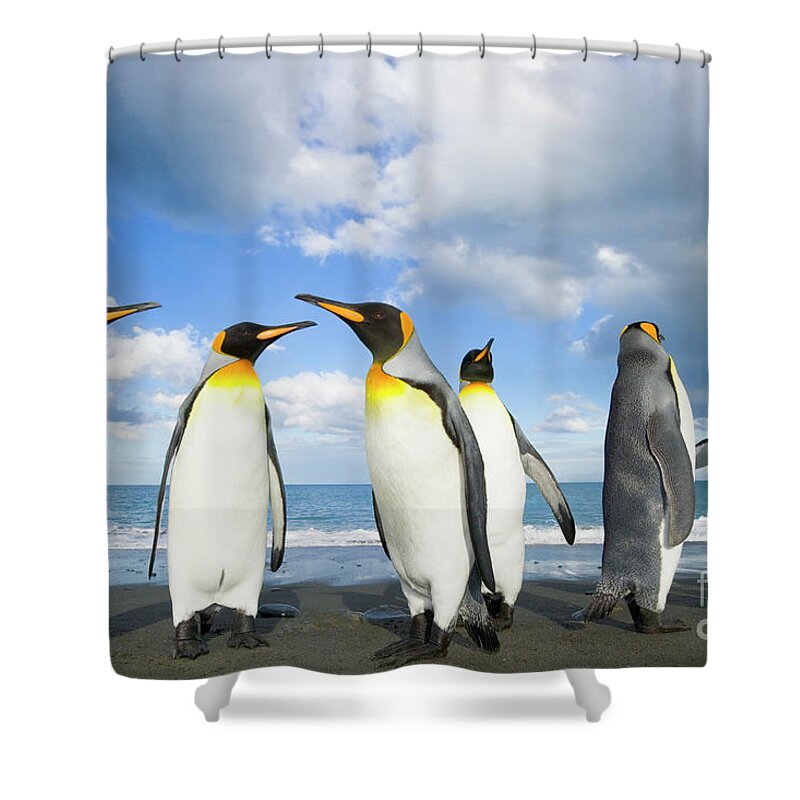 00345362 Shower Curtain featuring the photograph King Penguins in Gold Harbour by Yva Momatiuk John Eastcott