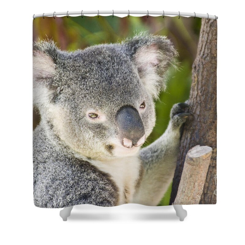 Koala Shower Curtain featuring the photograph Koala Bear #2 by William H. Mullins
