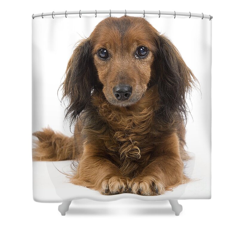 Dachshund Shower Curtain featuring the photograph Long-haired Dachshund #3 by Jean-Michel Labat