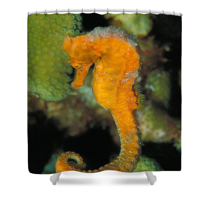 Animal Shower Curtain featuring the photograph Longsnout Seahorse #2 by Charles Angelo
