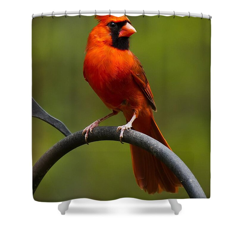 Male Cardinal Shower Curtain featuring the photograph Male Cardinal #2 by Robert L Jackson