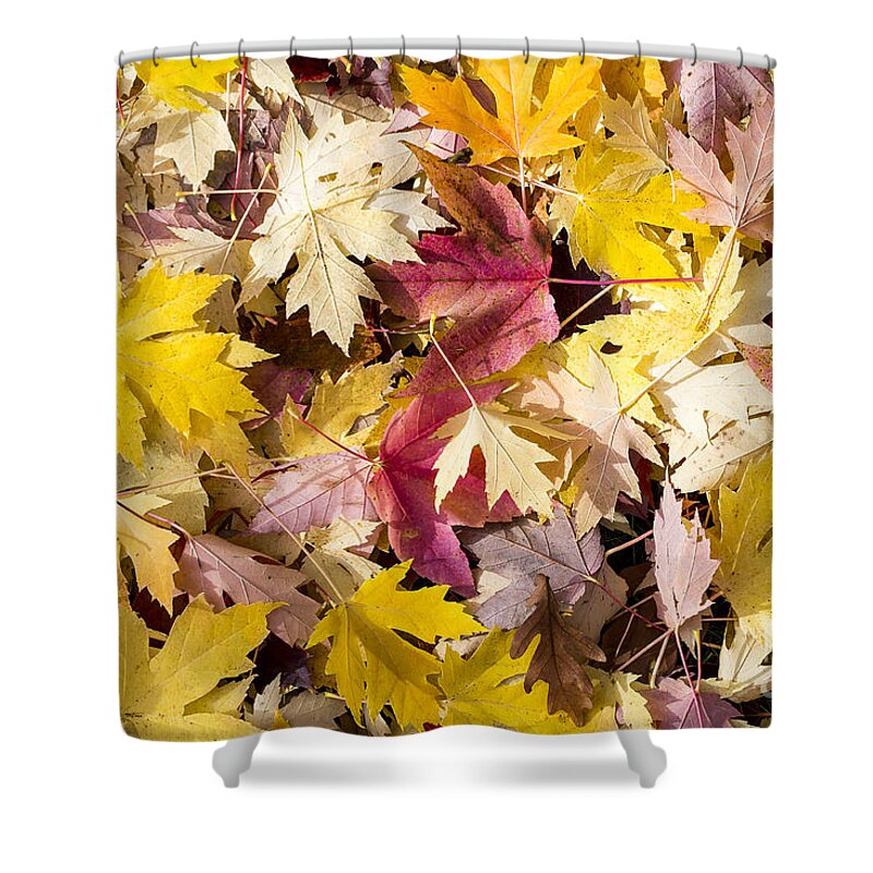 Arboretum Shower Curtain featuring the photograph Maple Leaves #3 by Steven Ralser