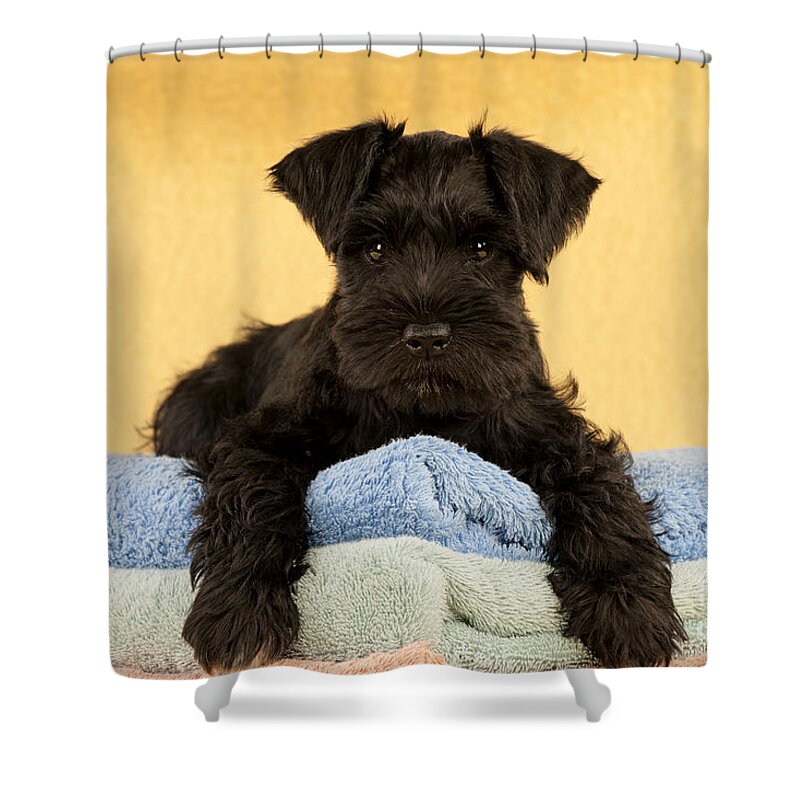 Dog Shower Curtain featuring the photograph Miniature Schnauzer Puppy #2 by John Daniels