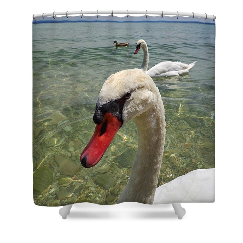 Cygnus Olor Shower Curtain featuring the photograph Mute swan. Sirmione. Lago di Garda #2 by Jouko Lehto