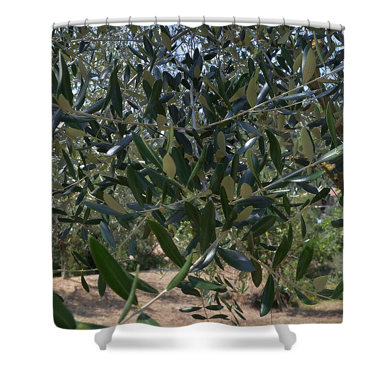 Olive Shower Curtain featuring the photograph Olive Branch by Dany Lison
