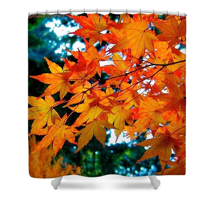 Orange Maple Leaves Shower Curtain featuring the photograph Orange Maple Leaves #1 by Anna Porter