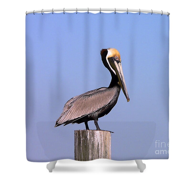 Pelican Shower Curtain featuring the photograph Pelican Perch #2 by Al Powell Photography USA