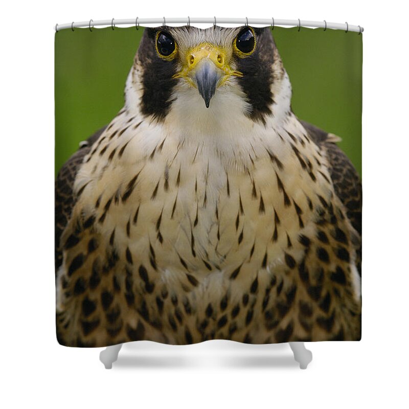 Feb0514 Shower Curtain featuring the photograph Peregrine Falcon Portrait Ecuador #2 by Pete Oxford