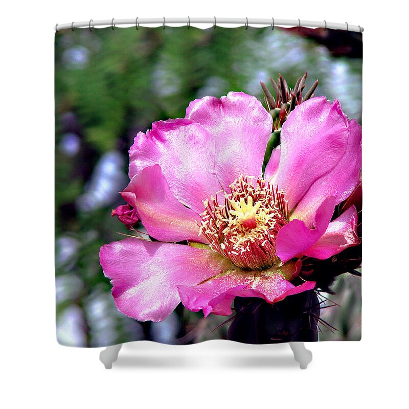 Botanical Shower Curtain featuring the photograph Pink Cactus Flower #2 by Linda Cox