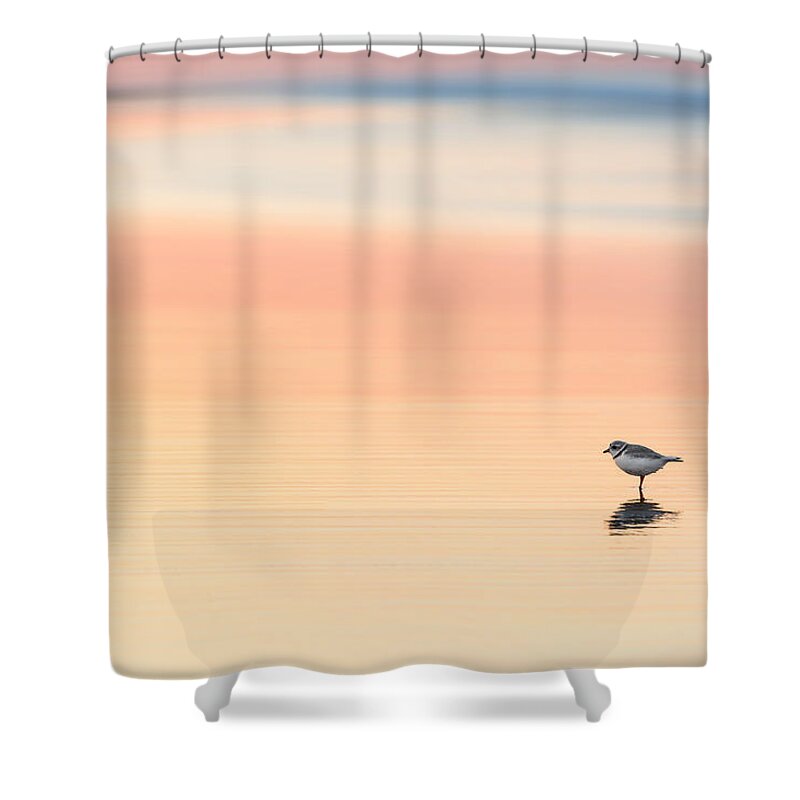Piping Plover Shower Curtain featuring the photograph Piping Plover #1 by Bill Wakeley