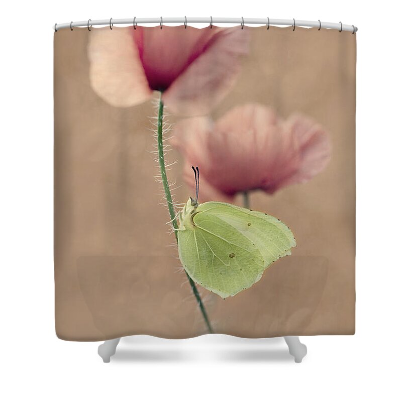 Poppy Shower Curtain featuring the photograph Poppies #3 by Jaroslaw Blaminsky