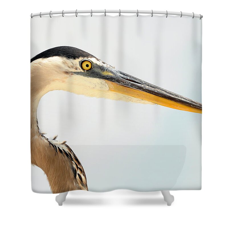 Heron. Bird Shower Curtain featuring the photograph Portrait of a Heron #2 by Rick Frost