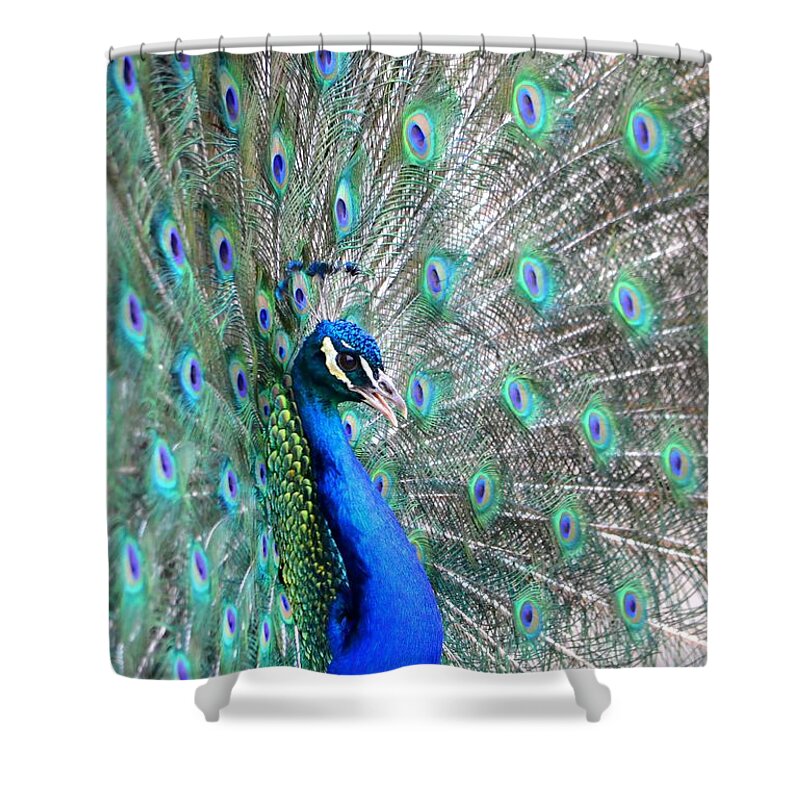 Peacock Shower Curtain featuring the photograph Proud by Deena Stoddard
