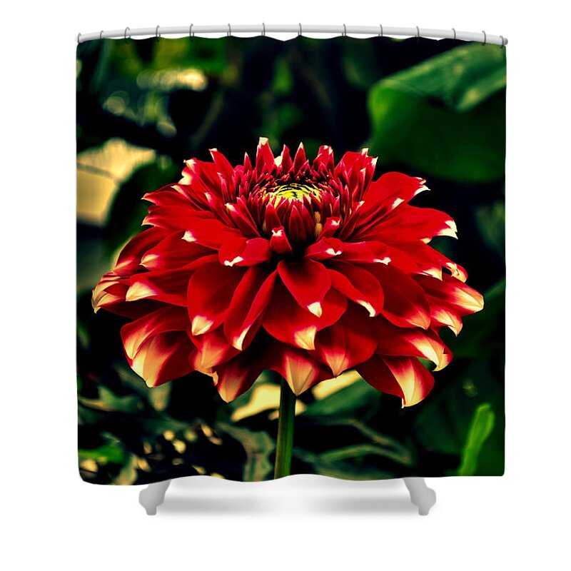 Wallpaper Buy Art Print Phone Case T-shirt Beautiful Duvet Case Pillow Tote Bags Shower Curtain Greeting Cards Mobile Phone Apple Android Nature Red Flower Flora Dahlia Plants Leaf Green Hdr Photography Salman Ravish Khan Shower Curtain featuring the photograph Red Dahlia #3 by Salman Ravish