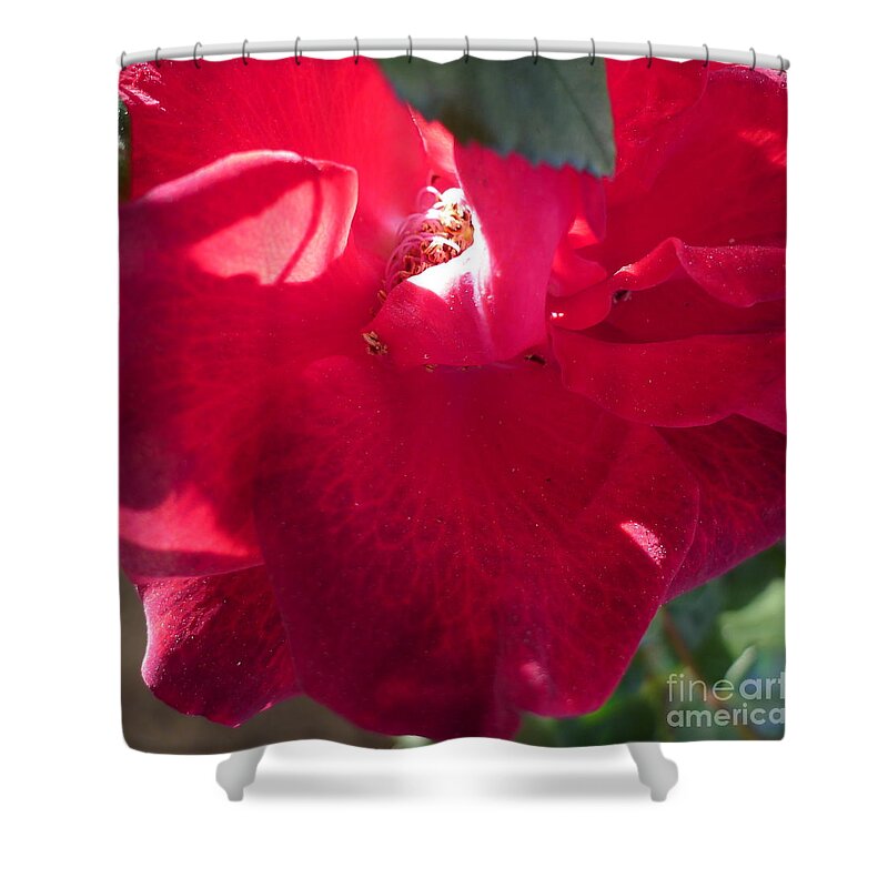Red Shower Curtain featuring the photograph Rose #4 by Nora Boghossian