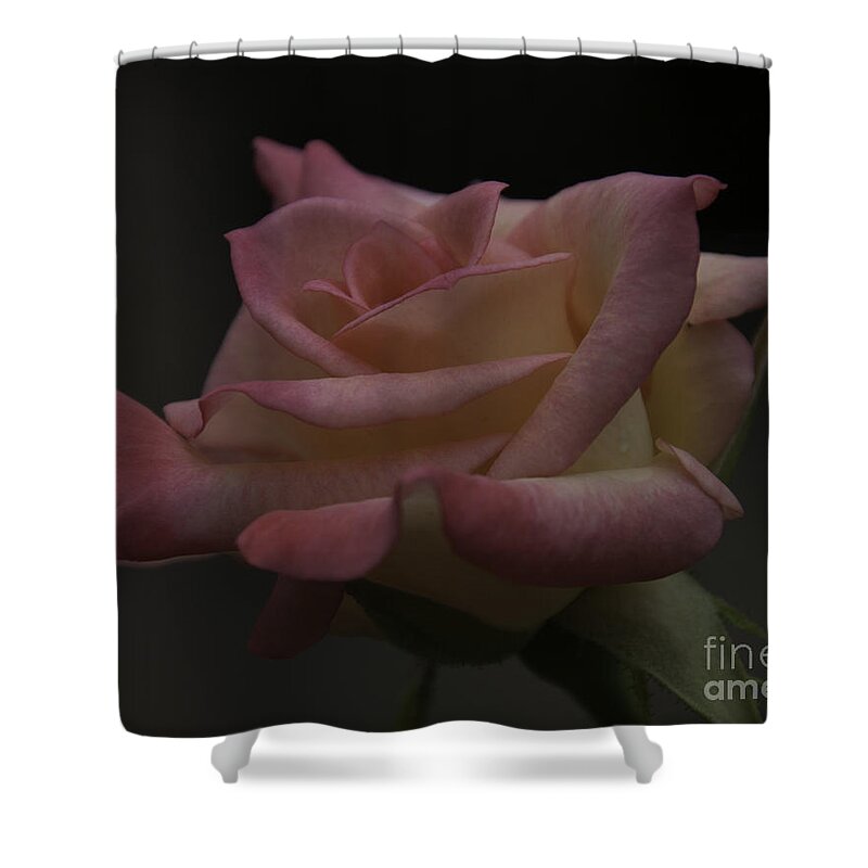 Rose Shower Curtain featuring the photograph Rose #2 by Ronald Grogan