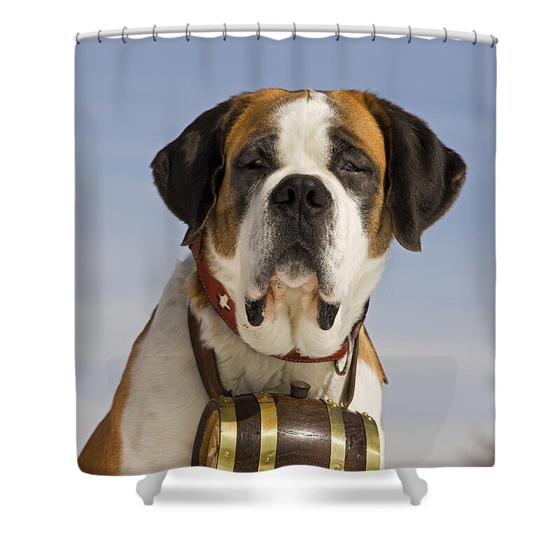Dog Shower Curtain featuring the photograph Saint Bernard #2 by Jean-Michel Labat