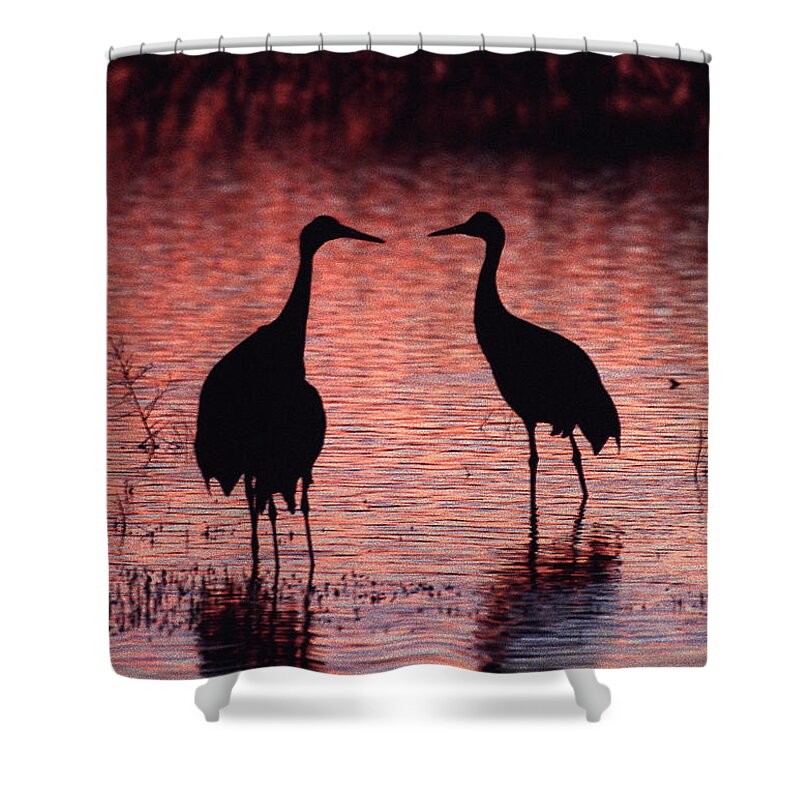 Birds Shower Curtain featuring the photograph Sandhill cranes by Steven Ralser