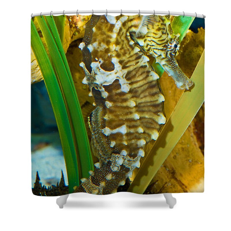 Nature Shower Curtain featuring the photograph Seahorse #2 by Millard H. Sharp