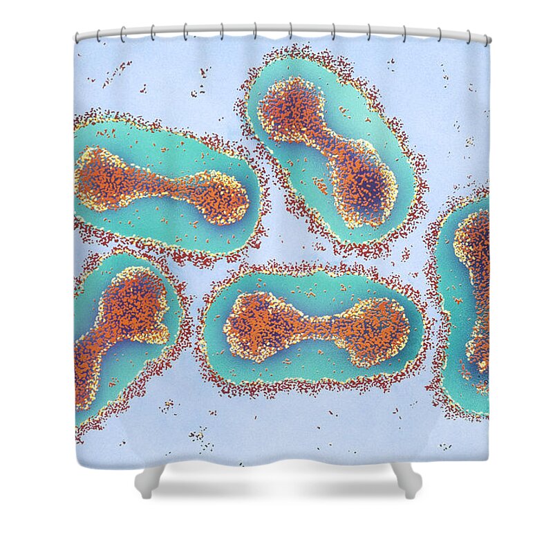 Transmission Electron Micrograph Shower Curtain featuring the photograph Smallpox Virus #2 by Chris Bjornberg