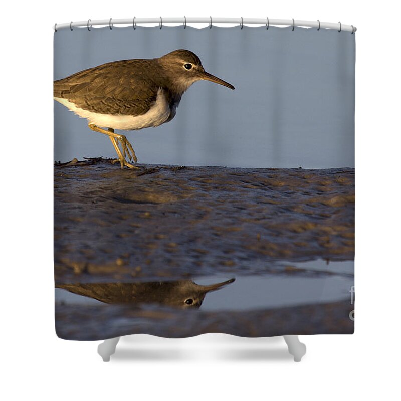 Spotted Sandpiper Shower Curtain featuring the photograph Spotted Sandpiper Reflection #2 by Meg Rousher
